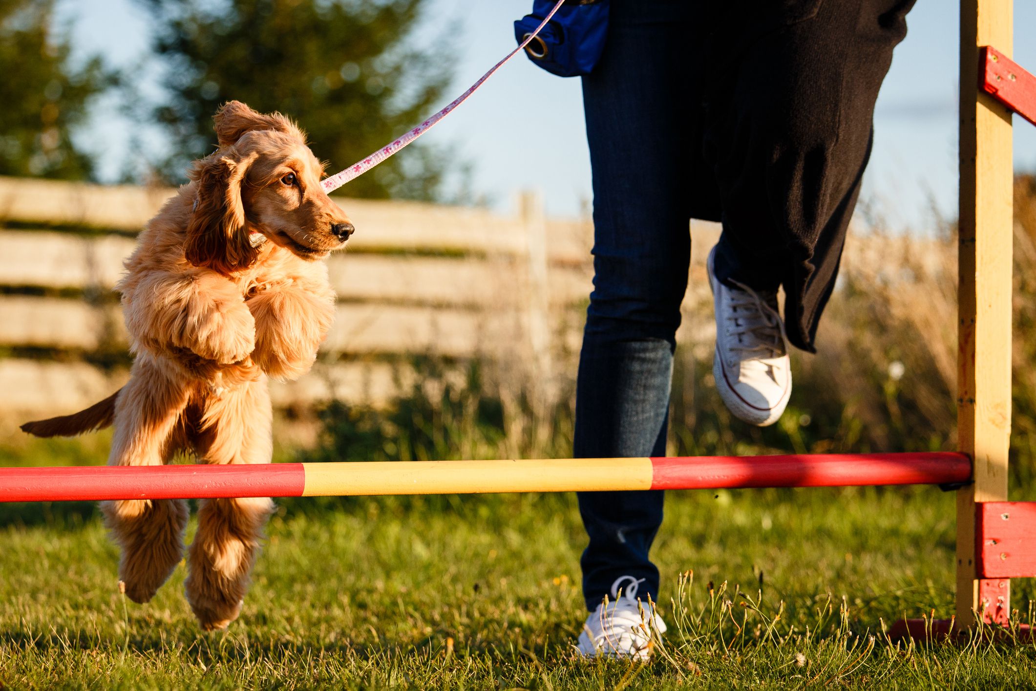 Dog Training Facility Near Me: Expert Tips for Canine Success